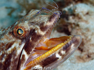 Interesting little cleaning shrimp doing his hard work... by Dave Benz 